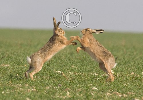 Boxing Brown Hares 3 DM0250